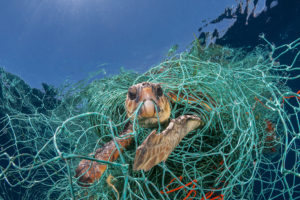 Tartaruga di mare intrappolata nella plastica