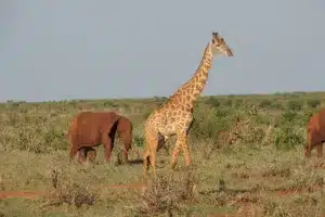 Una giraffa e un elefante in fuga da cinecittà