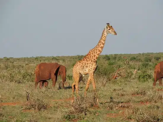 Una giraffa e un elefante in fuga da cinecittà